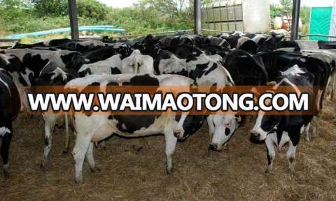 Healthy Live Dairy Cows and Pregnant Holstein Heifers Cow/Boer Goats